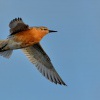 Jespak rezavy - Calidris canutus - Red Knot 2352